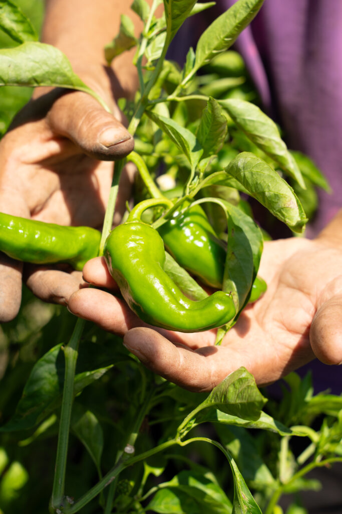 PEPERONCINO